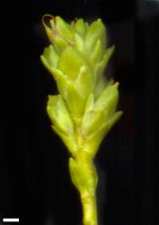 Veronica mooreae. Immature infructescence. Scale = 1 mm.
 Image: M.J. Bayly & A.V. Kellow © Te Papa CC-BY-NC 3.0 NZ